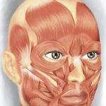 2 - musculos da face e suas funções