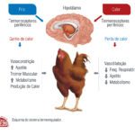 Galinhas Poedeiras Alimentação - Ilustra